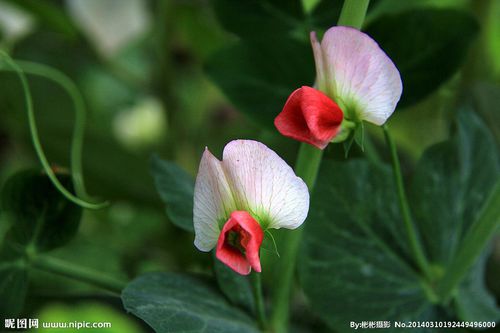 豌豆（花）