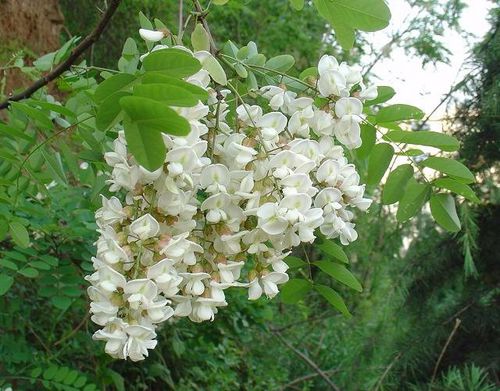 槐花（洋槐花，豆槐花）