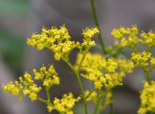 败酱（烟脂麻）